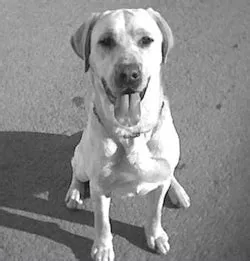 pretto-perros-heroes