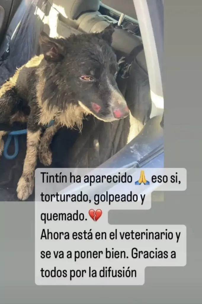 tintin-perro-segovia2