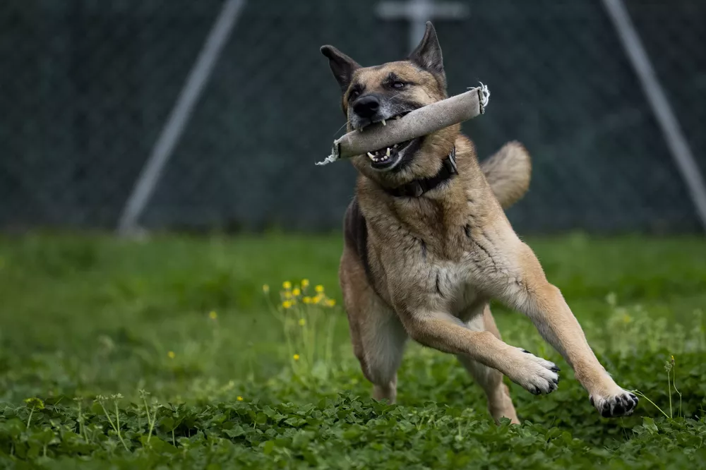 perro_policia_3