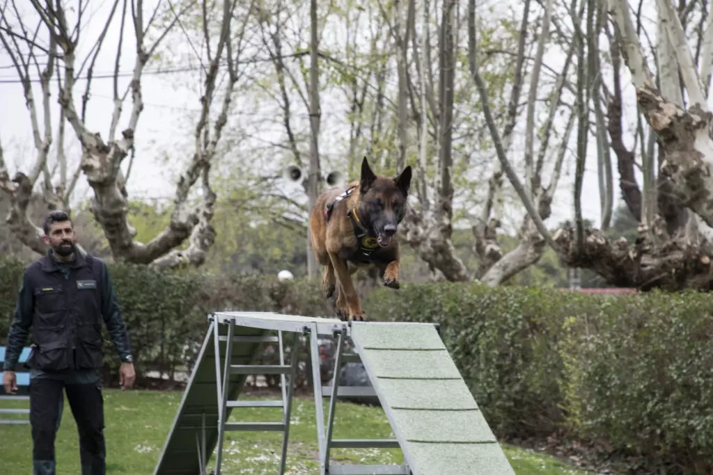 perro4