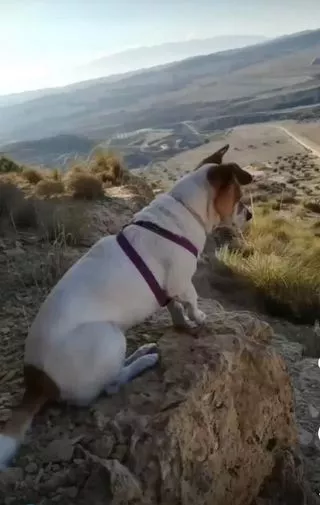mata-perro-patadas