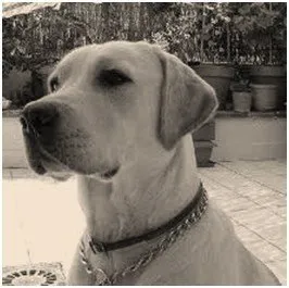 pretto-perro-policia