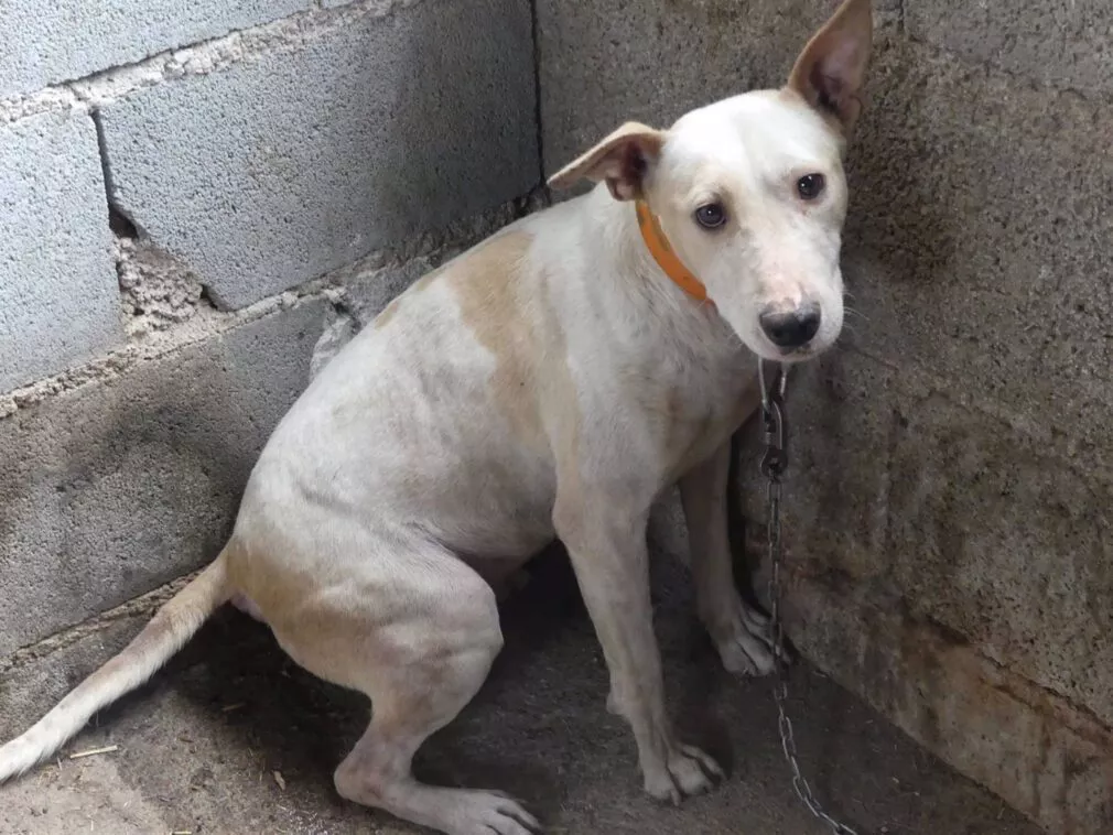 perro-caza-maltrato