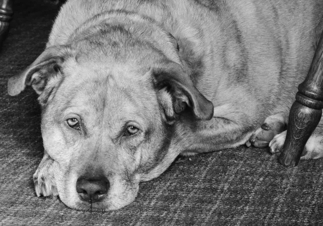 dog-g463d9eb02-1920_16_645x451