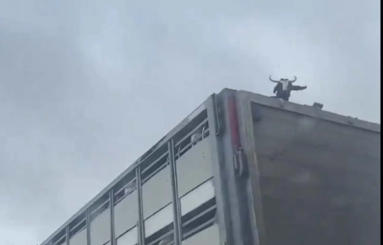 cabra-camion-tembleque