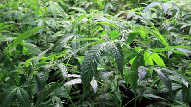 Plantacion-marihuana