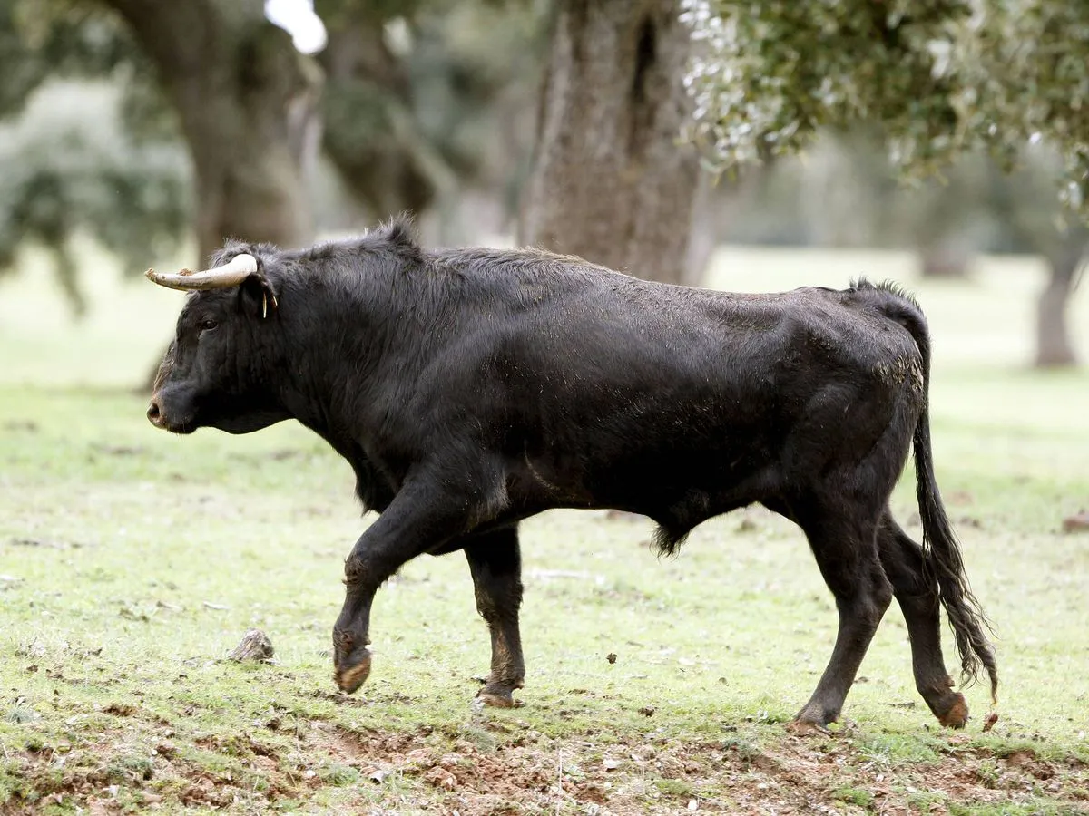 toro-bravo-gdhdigital