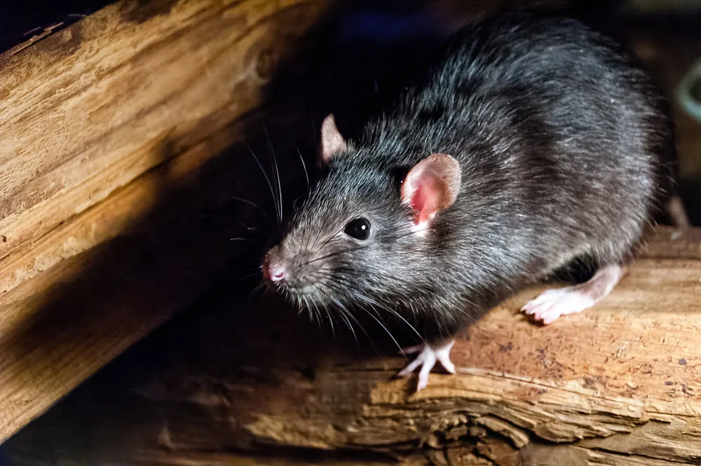ratas-archivo