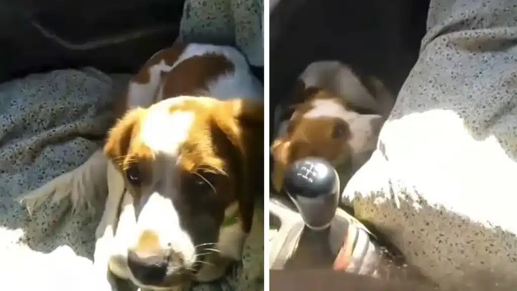 reaccion-perro-de-caza-guardia-civil