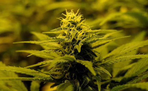 marihuana_gelato